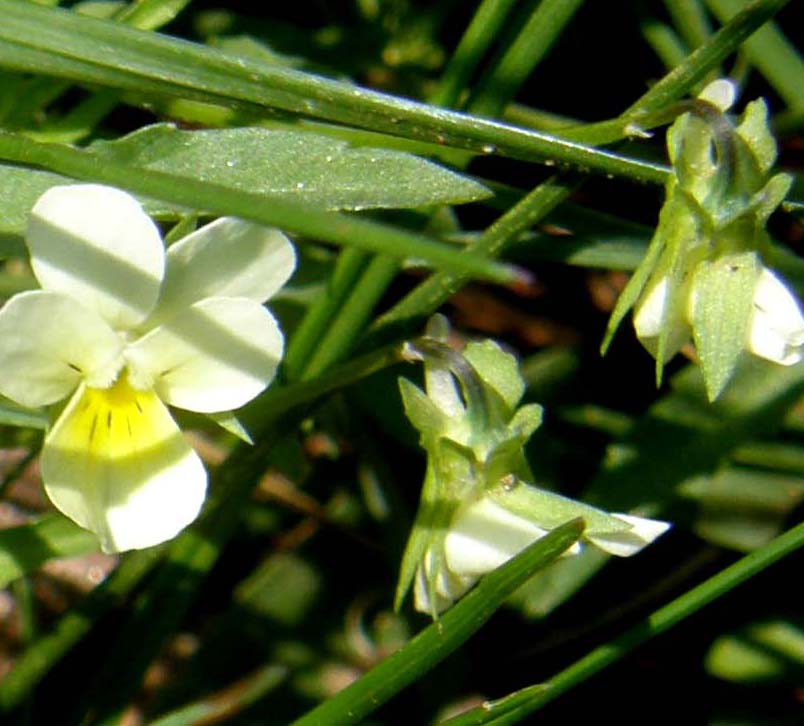 Viola gialla e bianca. - Viola arvensis