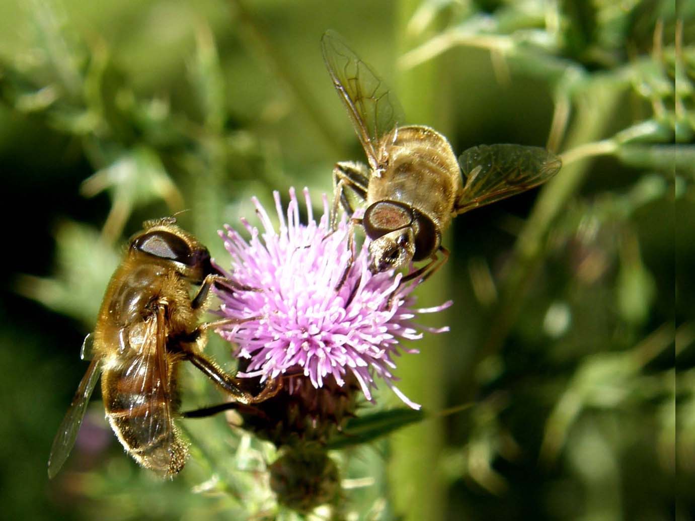 Eristalis tenax ♀ (Syrphidae)