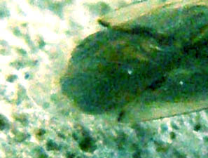 Lygaeidae: Nysius cf senecionis trovato a Milano