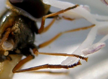 Syrphidae da identificare