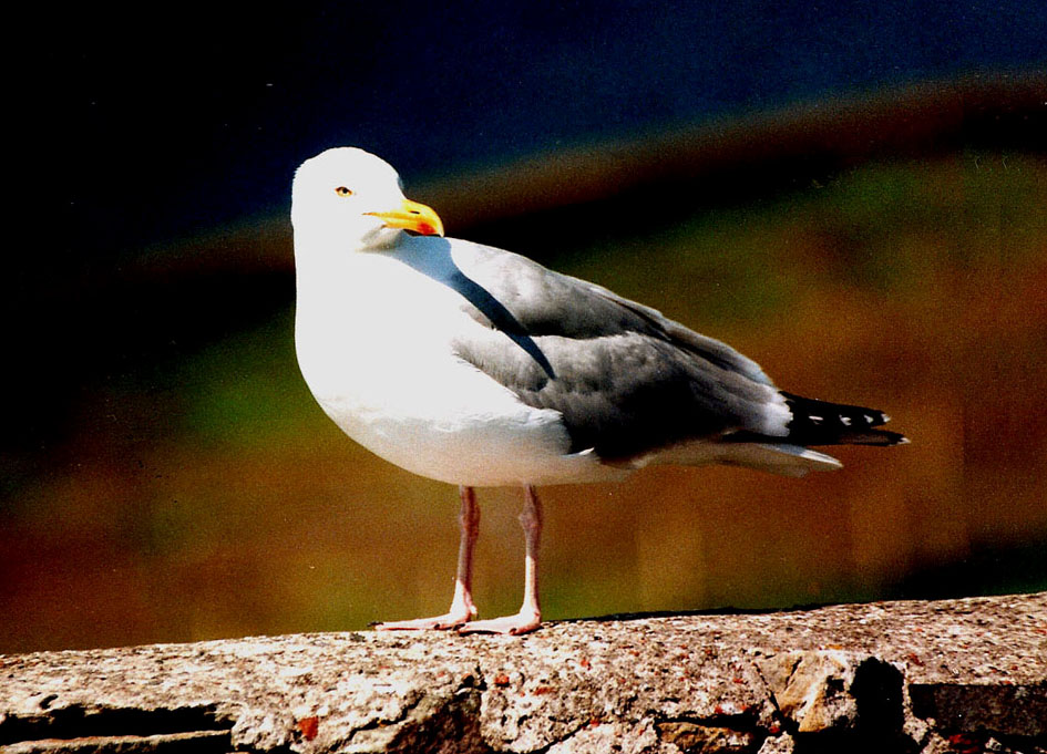 Gavine? No, Gabbiani nordici