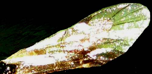 Imenotteri dalle lunghe antenne (Ichneumonidae e Braconidae)