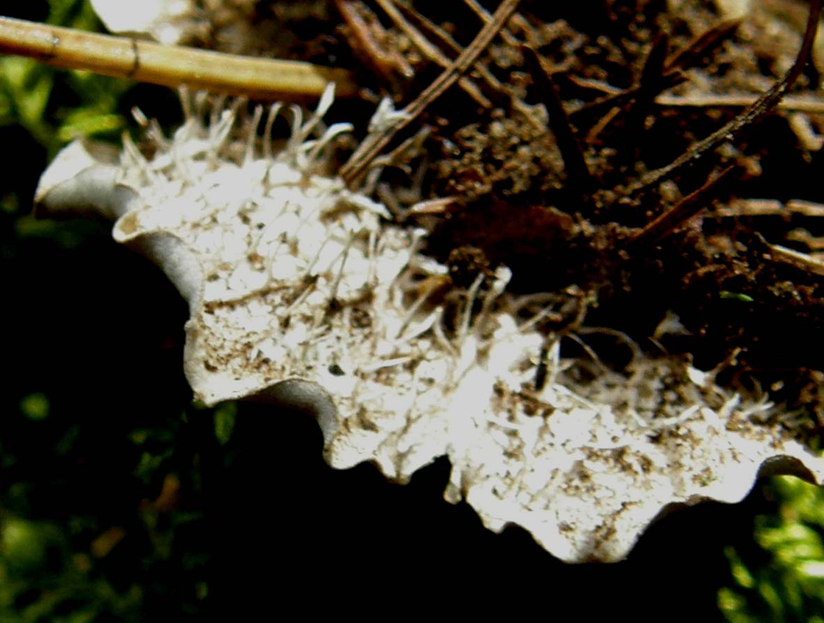 Peltigera sp. ?