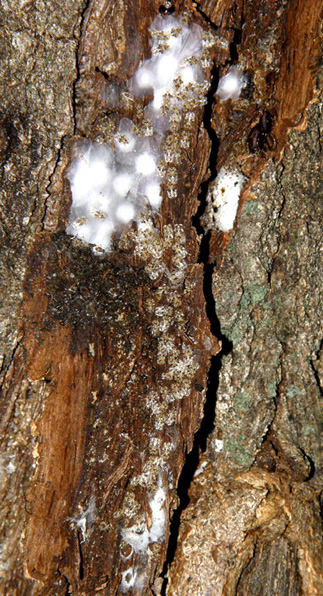 Corythucha arcuata