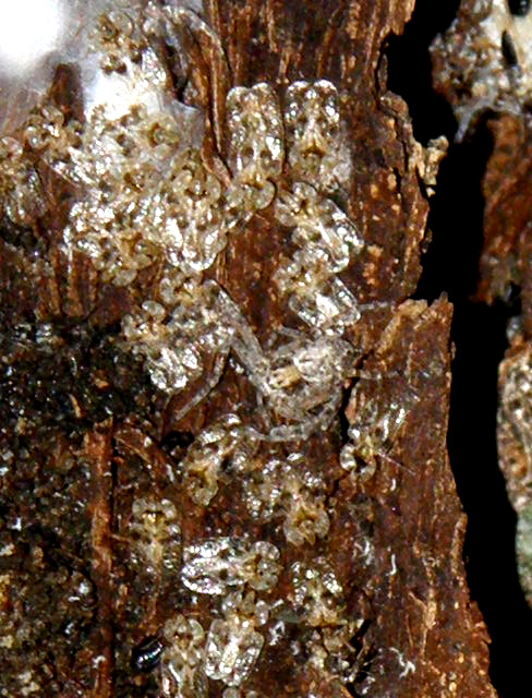 Corythucha arcuata