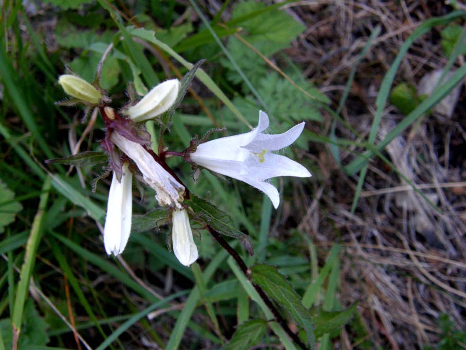 Campanula candida - Campanula trachelium