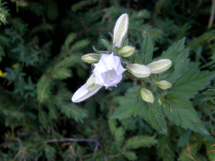 Campanula candida - Campanula trachelium