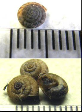 Invasione di  Xerotricha conspurcata