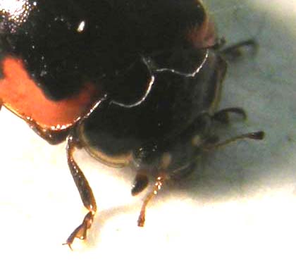 Coccinellidae (forse, Adalia bipunctata)