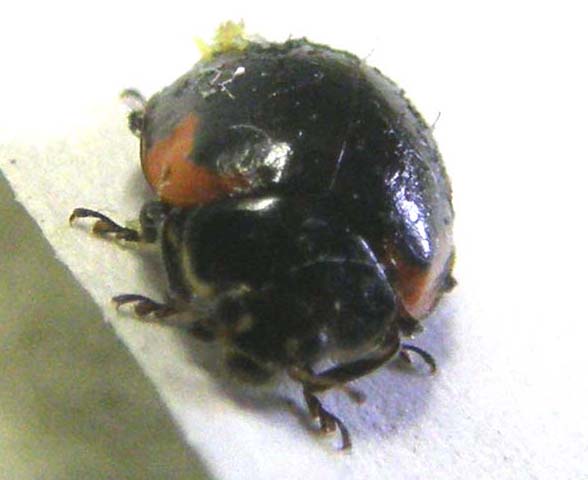 Coccinellidae (forse, Adalia bipunctata)