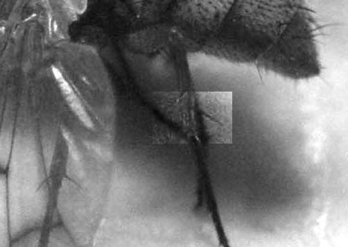 Phaonia fuscata, Muscidae