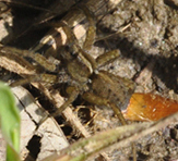 Lycosidae