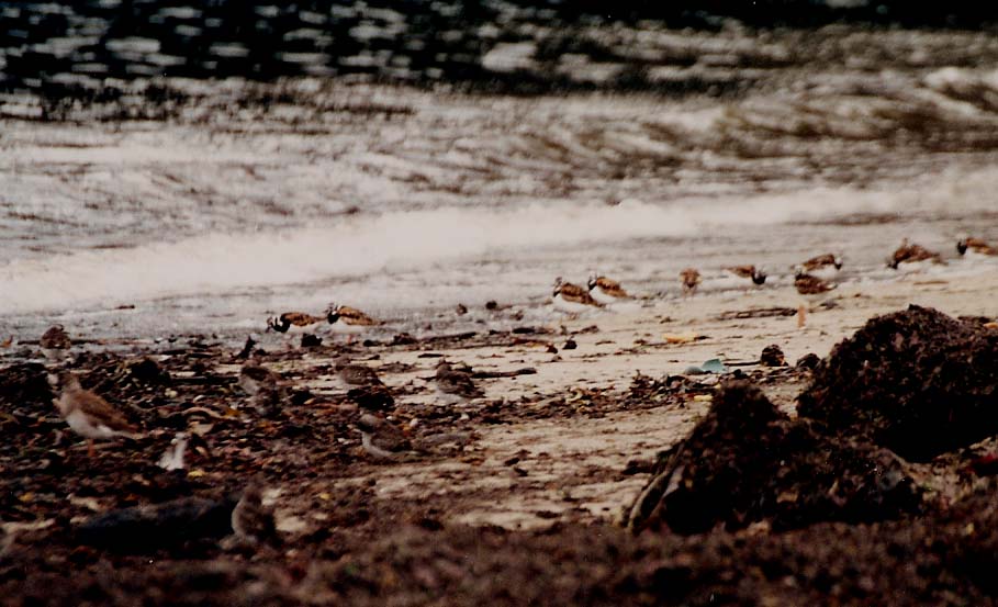 Una marea di limicoli