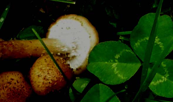 Altri funghi nel prato:  Pholiota cfr. lucifera