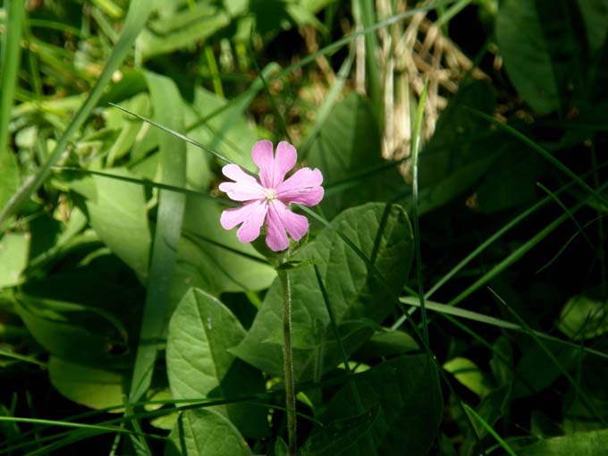 Silene dioica