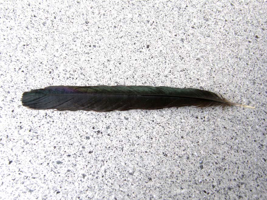Corvo comune o cornacchia nera ?