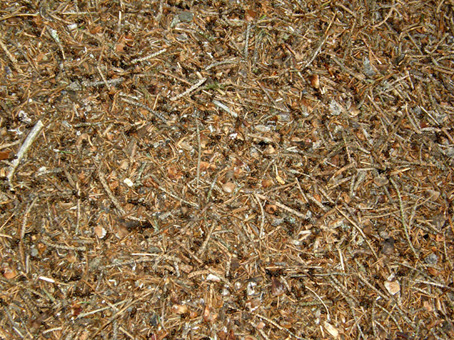 Formicaio in pineta 2 (Formica gruppo rufa)