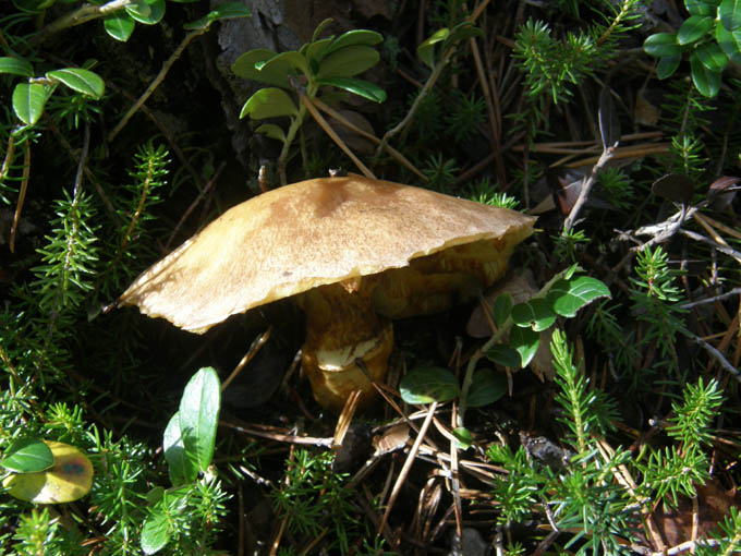Funghi dal cappello....rosicchiato?