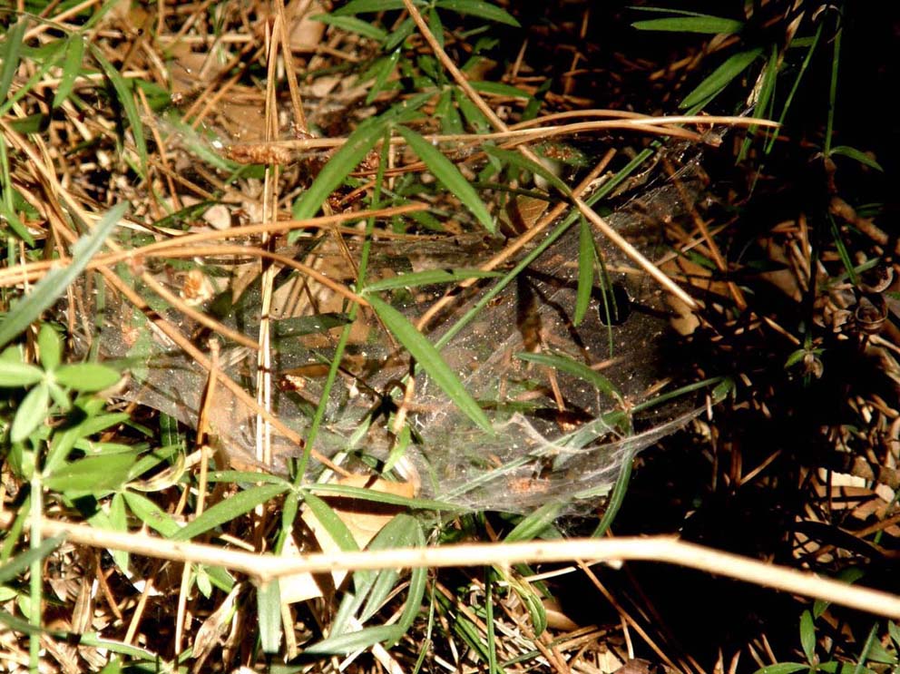 Spessa ragnatela