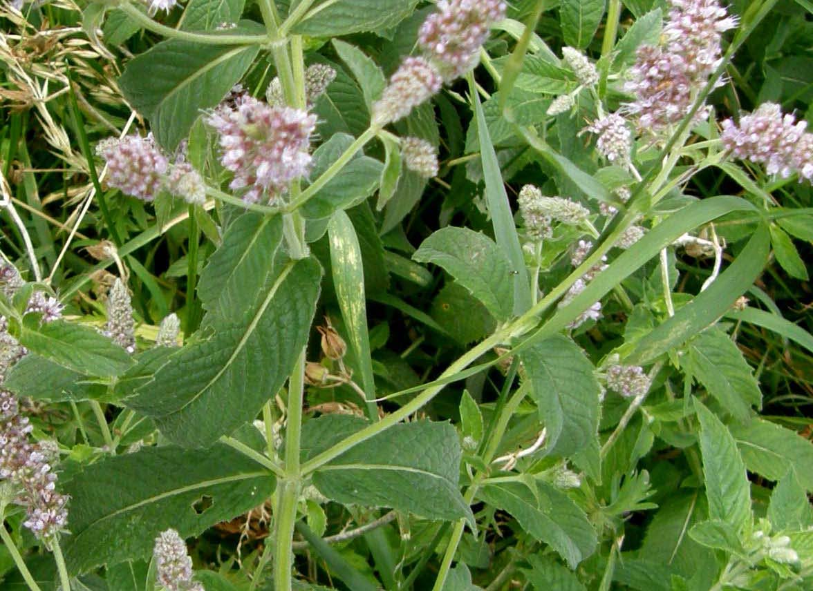 Mentha longifolia