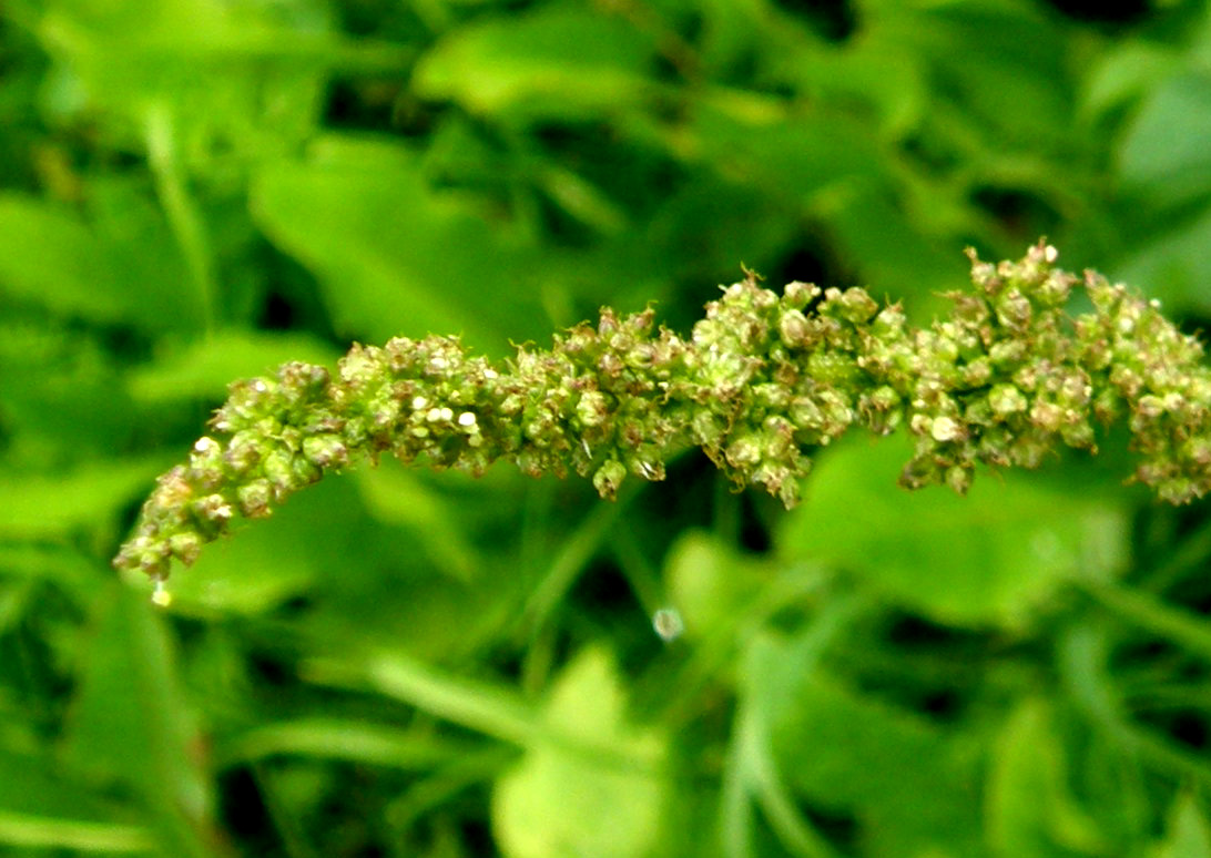 Folta erbacea  - Chenopodium bonus-henricus
