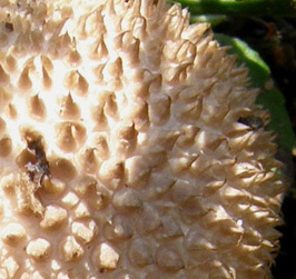 Lycoperdon da identificare