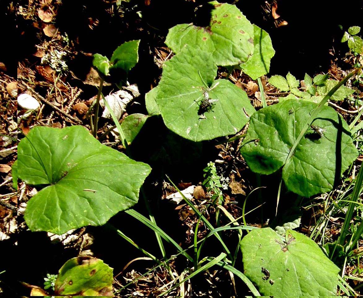 Foglie di Tussilago farfara