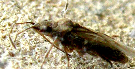 Lygaeidae: Nysius cf senecionis trovato a Milano