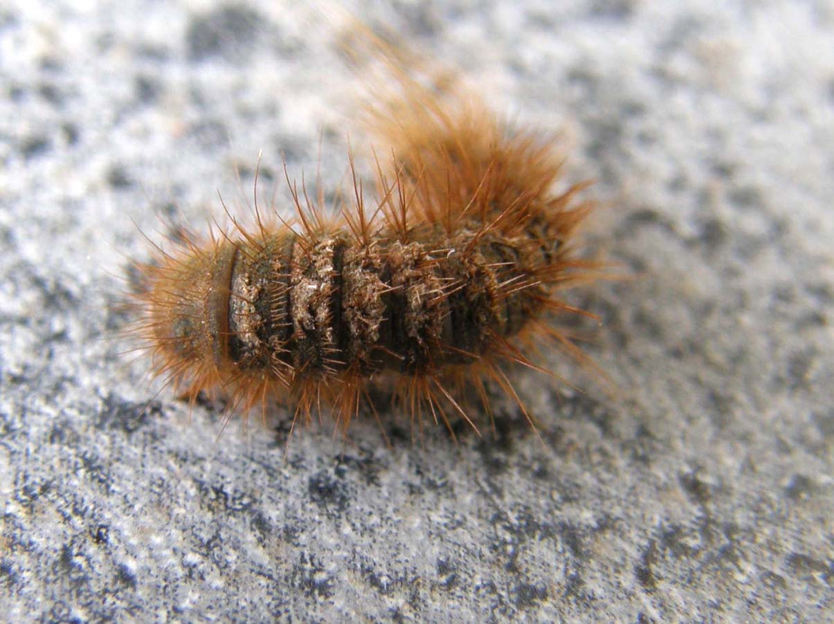 Larva di Dermestidae e Anoplotrupes stercorosus (Geotrupidae)