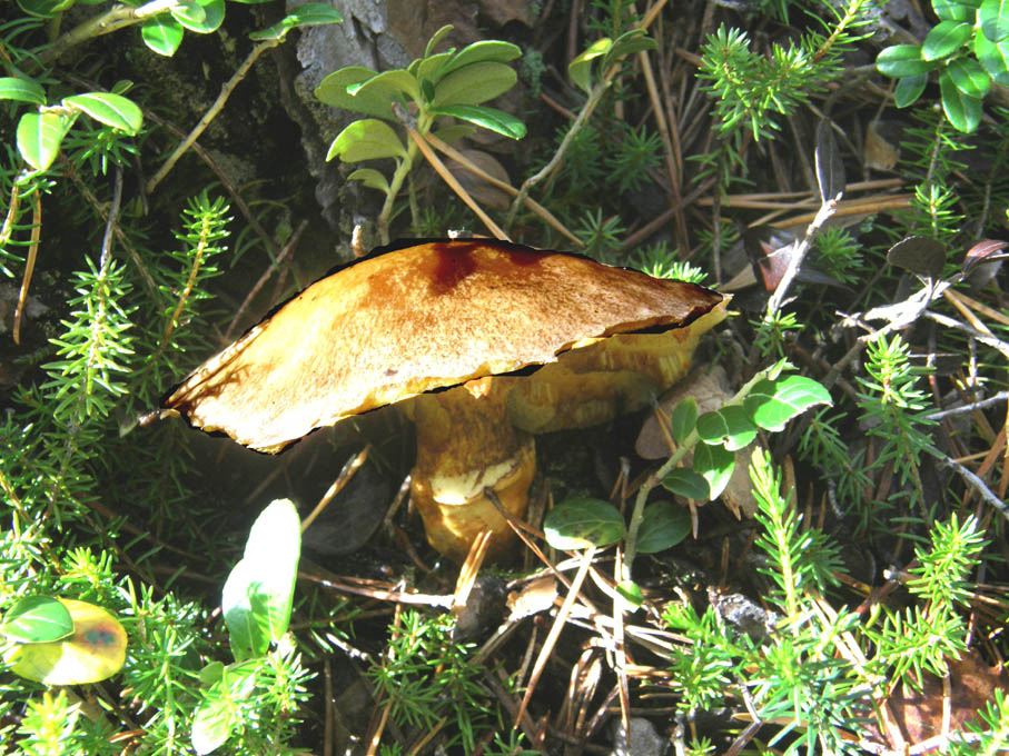 Funghi dal cappello....rosicchiato?
