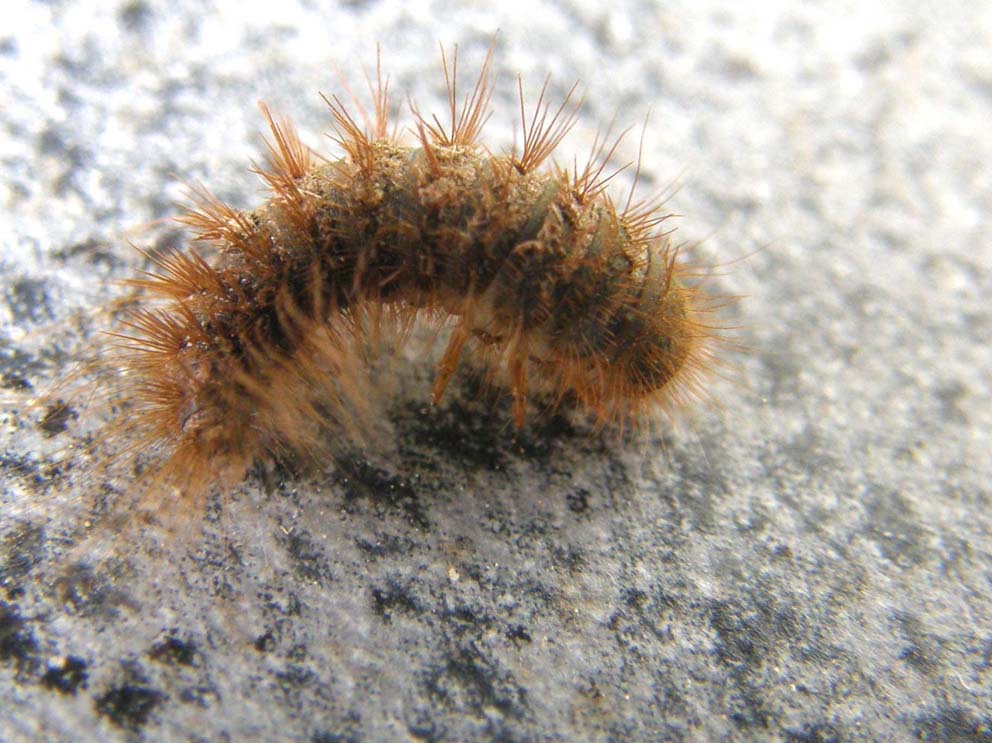 Larva di Dermestidae e Anoplotrupes stercorosus (Geotrupidae)