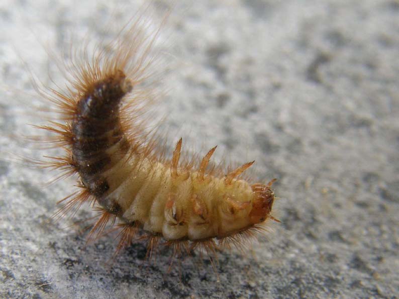 Larva di Dermestidae e Anoplotrupes stercorosus (Geotrupidae)