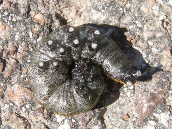 Altro bruco altoatesino - Cucullia (Cucullia) umbratica