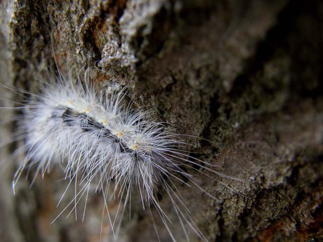 larva Hyphantria cunea  (Erebiadae Arctiinae)