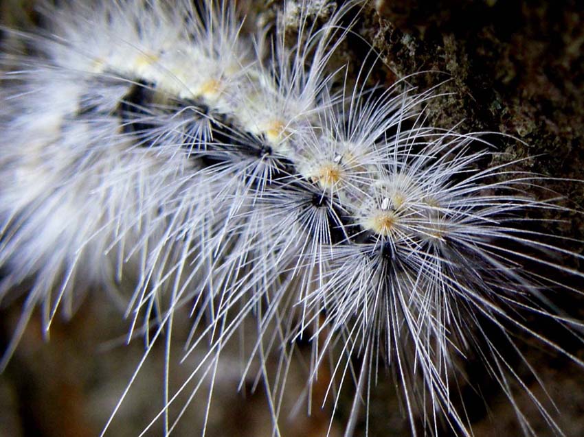 larva Hyphantria cunea  (Erebiadae Arctiinae)