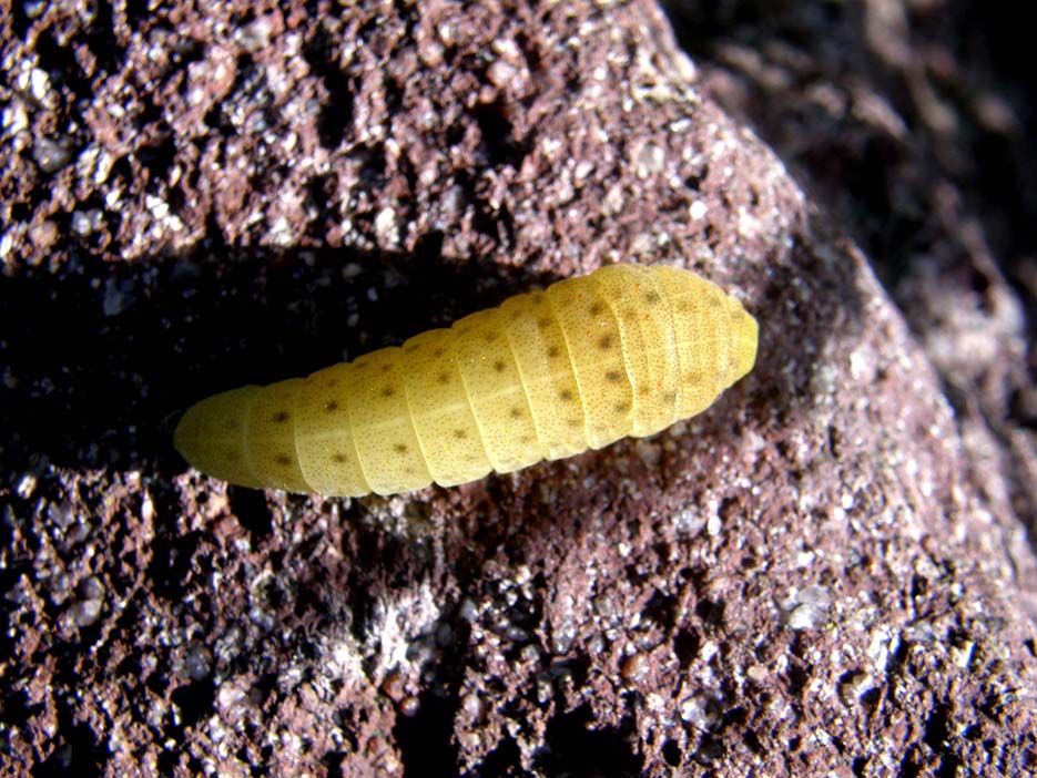 Bruco giallo...a pois - Iphiclides podalirius