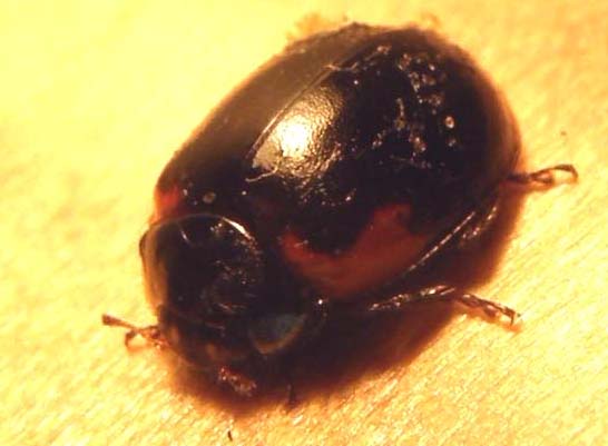 Coccinellidae (forse, Adalia bipunctata)