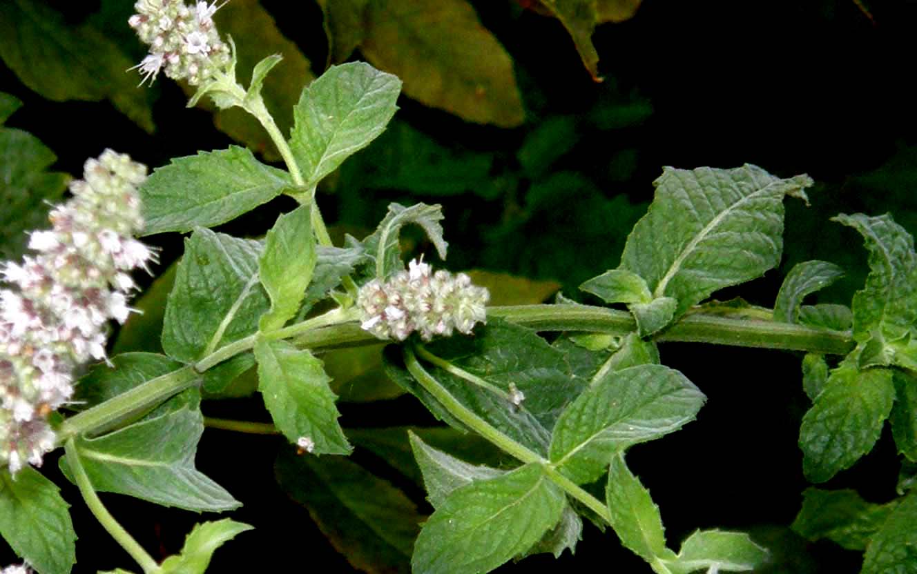 Mentha longifolia