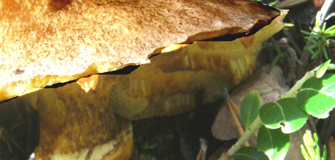 Funghi dal cappello....rosicchiato?