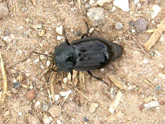 Coleottero altoatesino: Silpha tristis