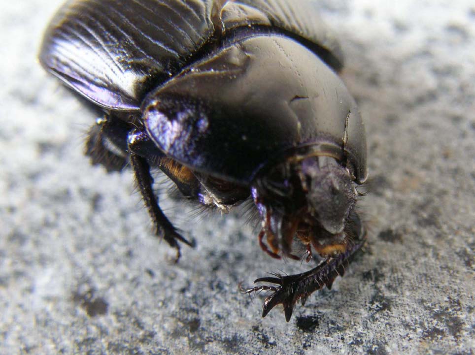 Larva di Dermestidae e Anoplotrupes stercorosus (Geotrupidae)