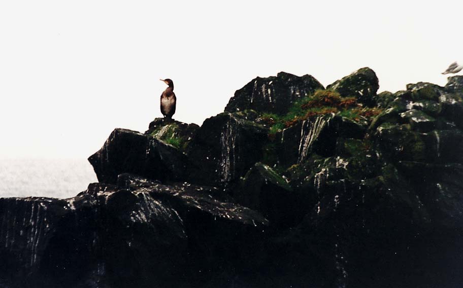 Marangoni?  S, Marangone dal ciuffo (Phalacrocorax aristotelis)