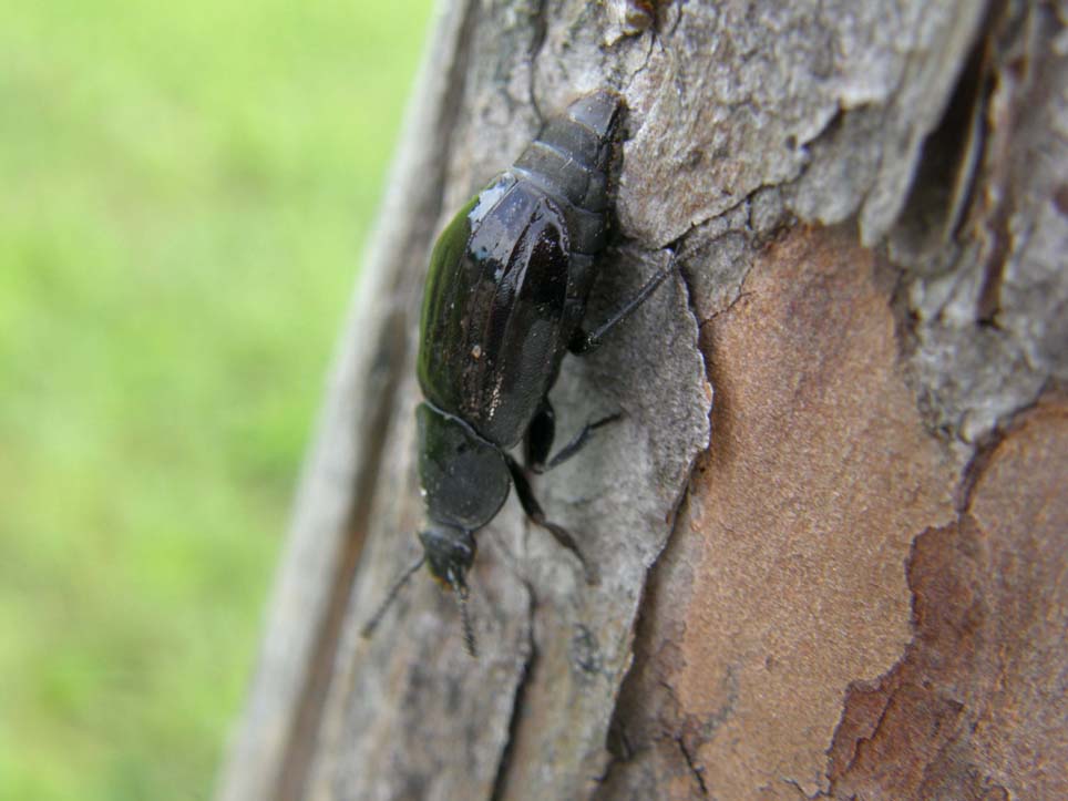 Coleottero altoatesino: Silpha tristis