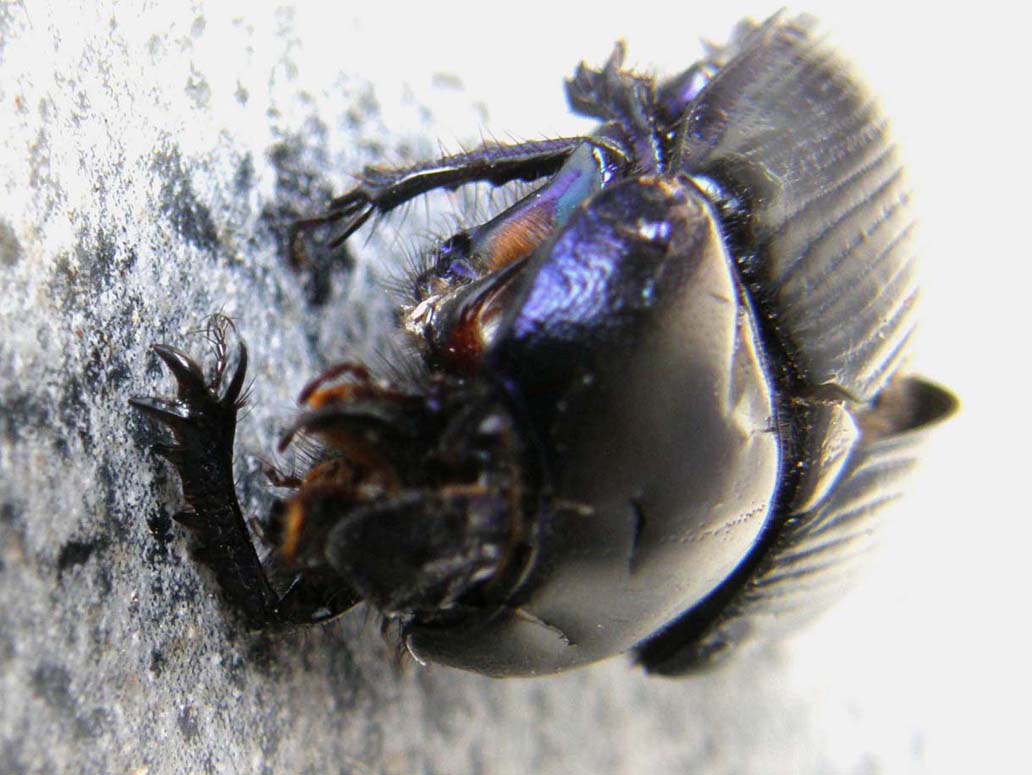 Larva di Dermestidae e Anoplotrupes stercorosus (Geotrupidae)