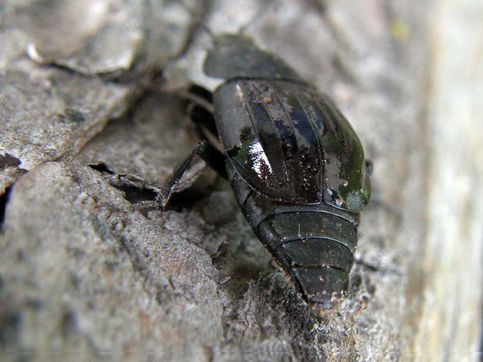 Coleottero altoatesino: Silpha tristis