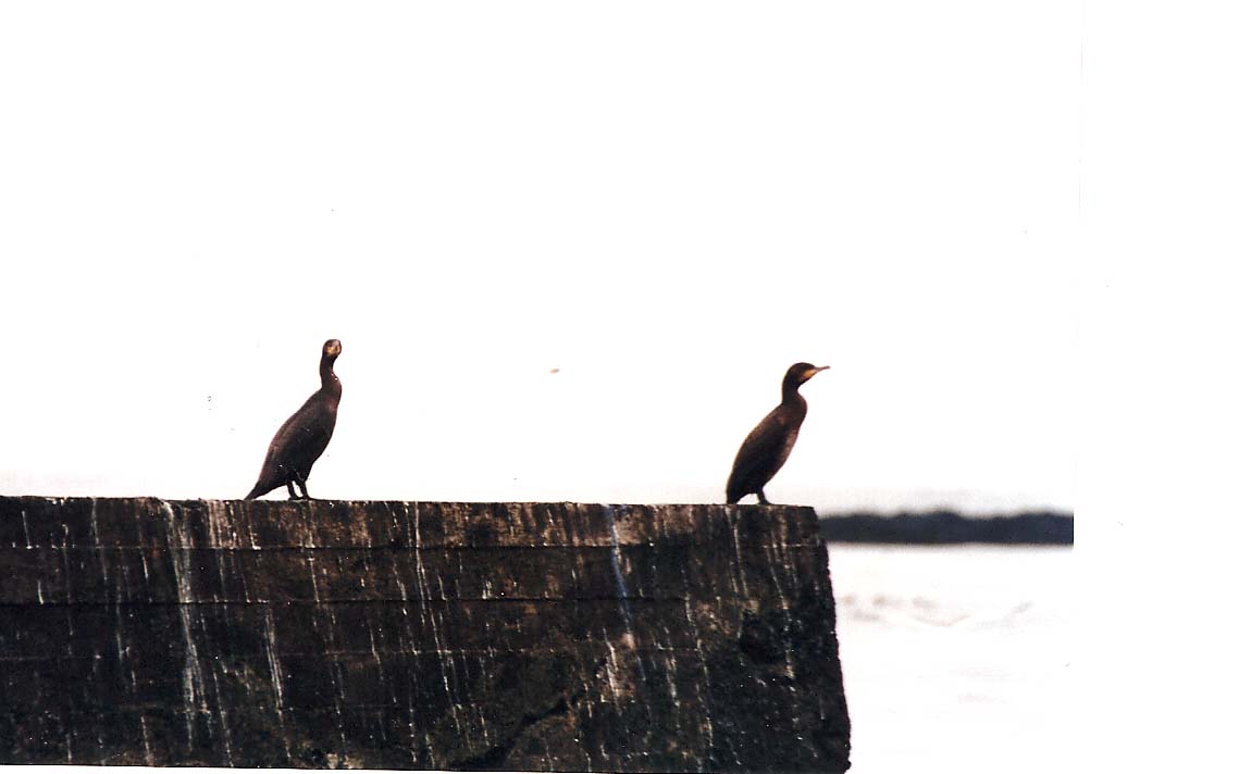 Marangoni?  S, Marangone dal ciuffo (Phalacrocorax aristotelis)