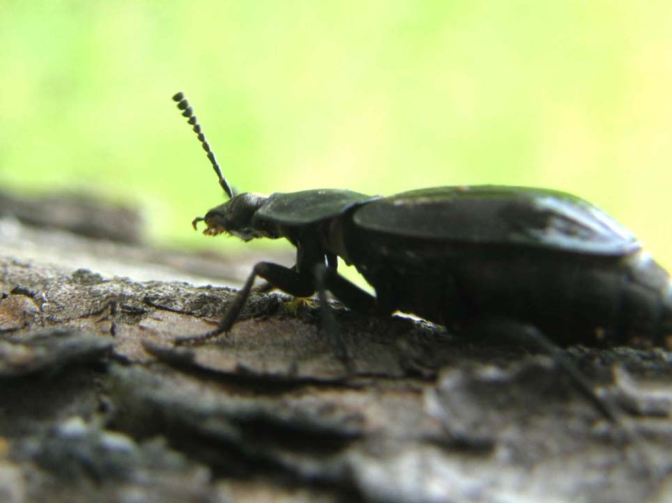 Coleottero altoatesino: Silpha tristis