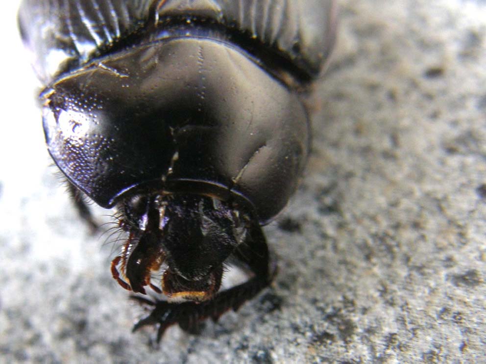 Larva di Dermestidae e Anoplotrupes stercorosus (Geotrupidae)