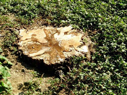 Alla base di una robinia morta (Perenniporia fraxinea)