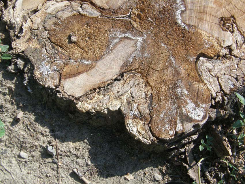 Alla base di una robinia morta (Perenniporia fraxinea)